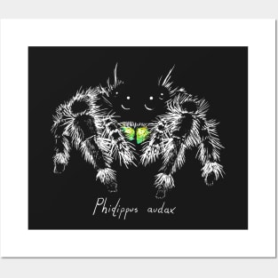 Phidippus audax Posters and Art